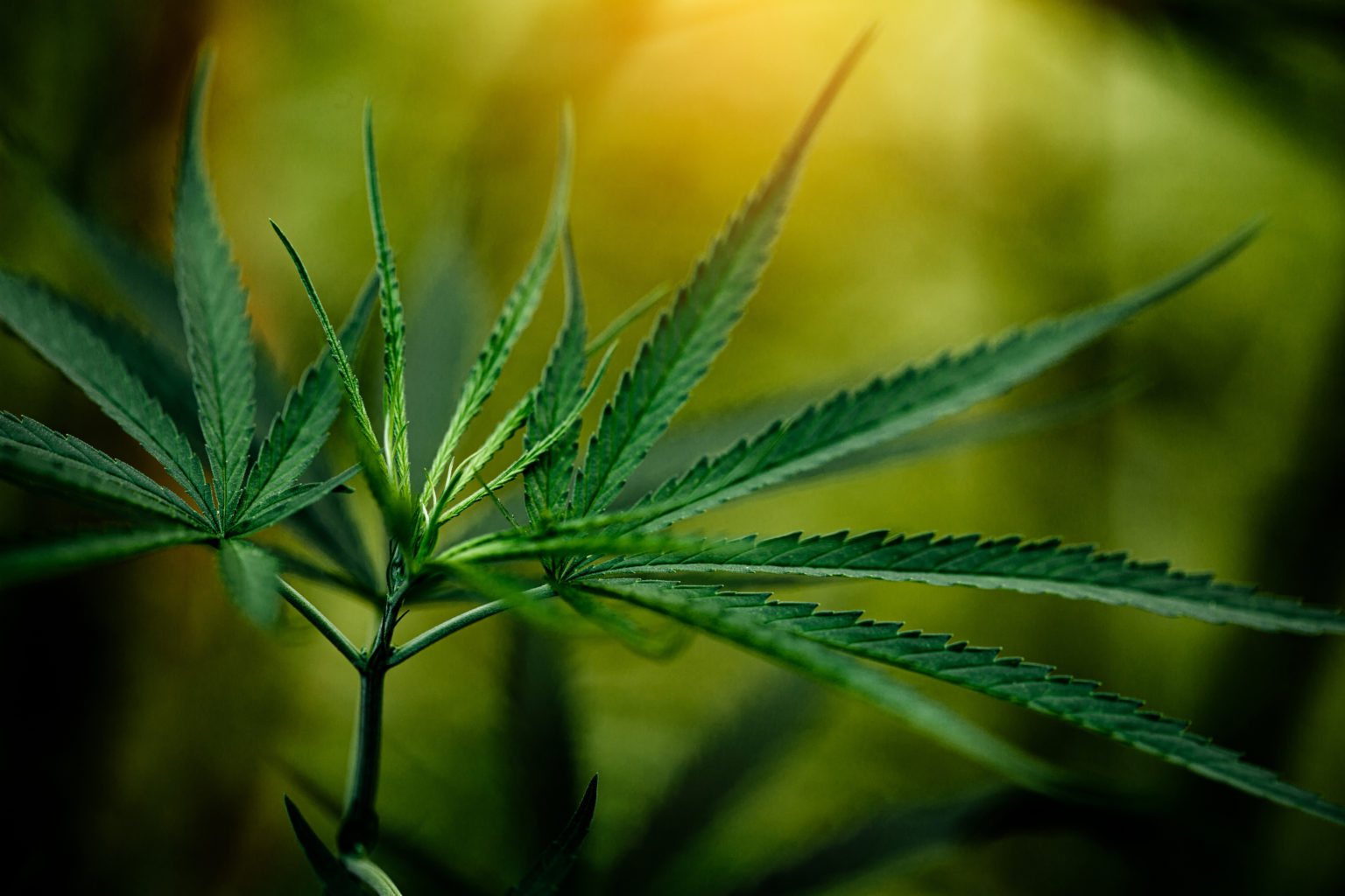 CannabiADAs marijuana leaf closeup dark background. leaves of a marijuana