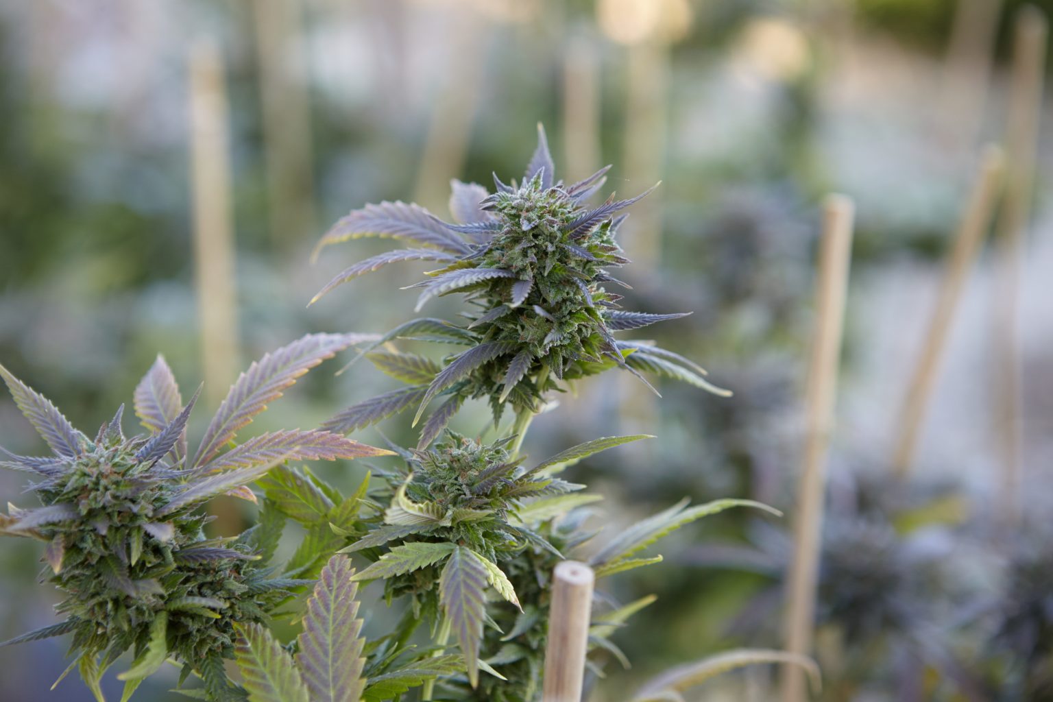 A closeup shot of a marijuana plant on blurred background